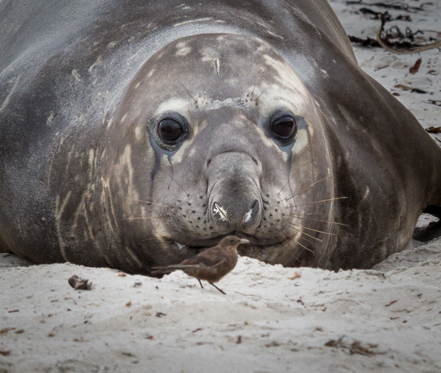 Nature In Class B By Terrie Ulery For Bird Watching MAY-2019.jpg